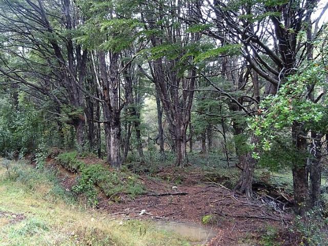 SECTOR CHOYQUEMORO 30 HA