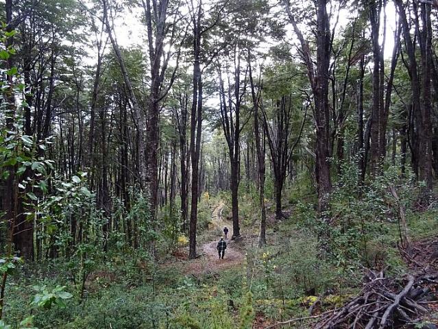 SECTOR CHOYQUEMORO 30 HA