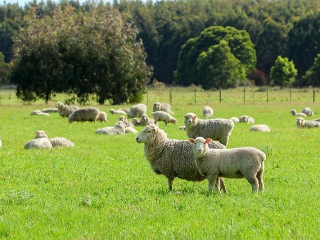 Cottage for sale in Tyrendarra, Shire of Glenelg
