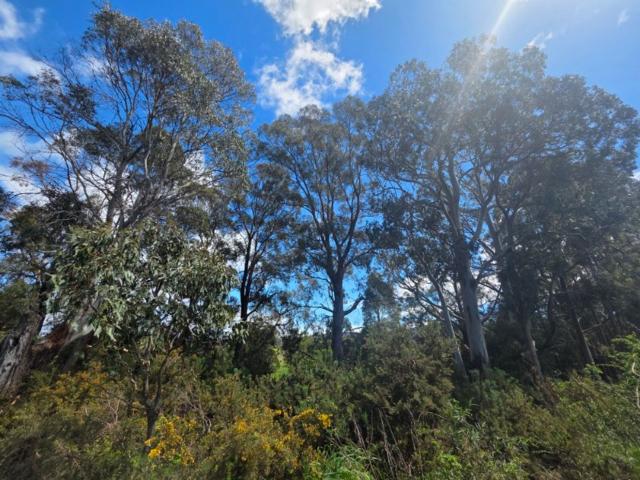 Property for sale in Mole Creek, Tasmania