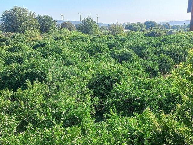 Seferihisar, İzmir içerisinde satılık mülk