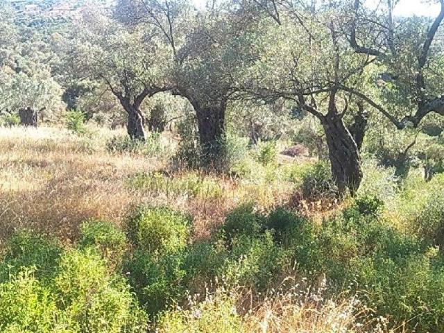 Seferihisar, İzmir içerisinde satılık mülk