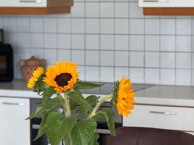 Apartment mieten in Dornbirn, Bezirk Dornbirn