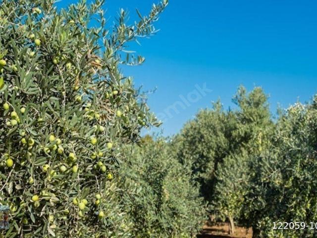 Selçuk, İzmir içerisinde satılık Arsa