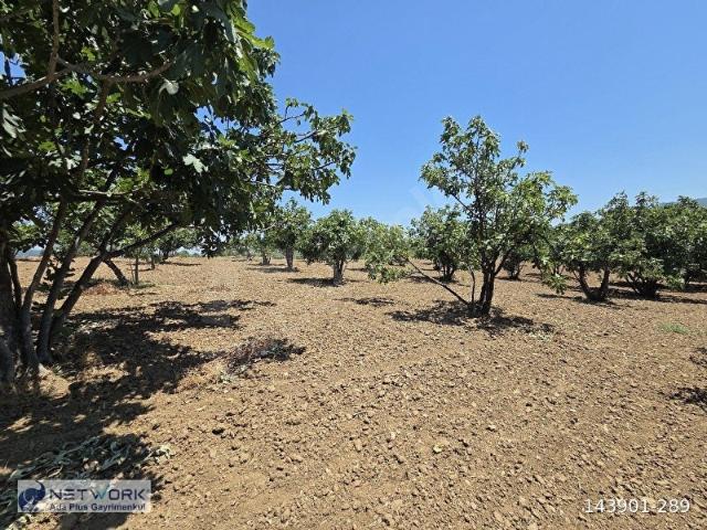 Selçuk, İzmir içerisinde satılık mülk
