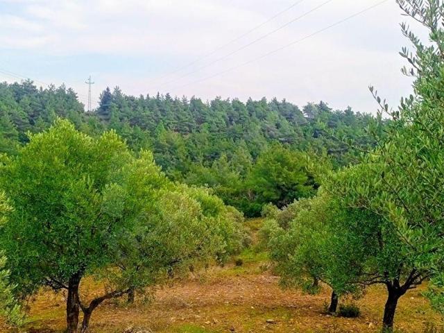 Selçuk, İzmir içerisinde satılık mülk
