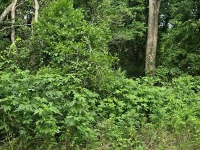 Land for sale in Morris, Texas
