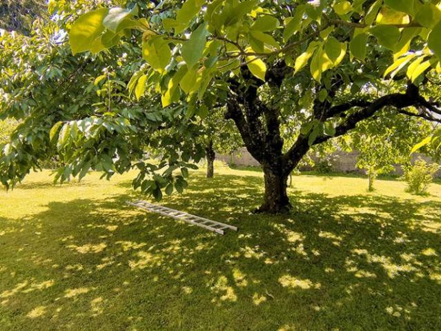 Haus kaufen in Grandson, Waadt