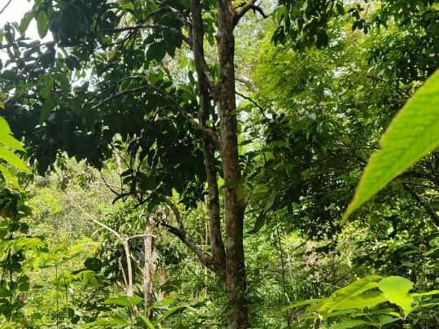 Property for sale in Pilah, Kuala Pilah