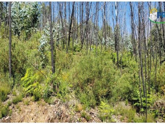 Terreno venda em Castelo Branco, Cumeada