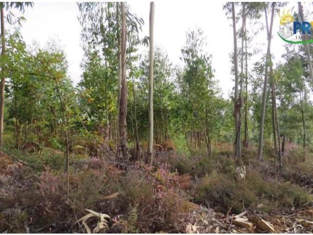 Terreno venda em Castelo Branco, Cumeada