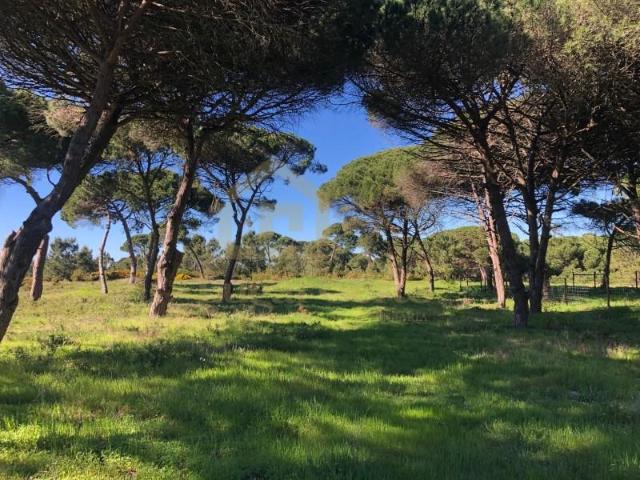 Terreno venda em Sesimbra (Castelo), Sesimbra