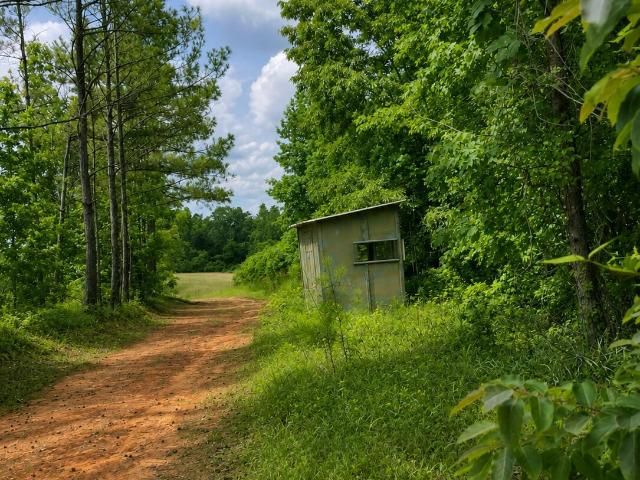 Land for sale in Detroit, Alabama