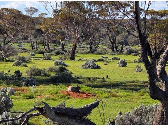 Cottage for sale in Morgan, South Australia