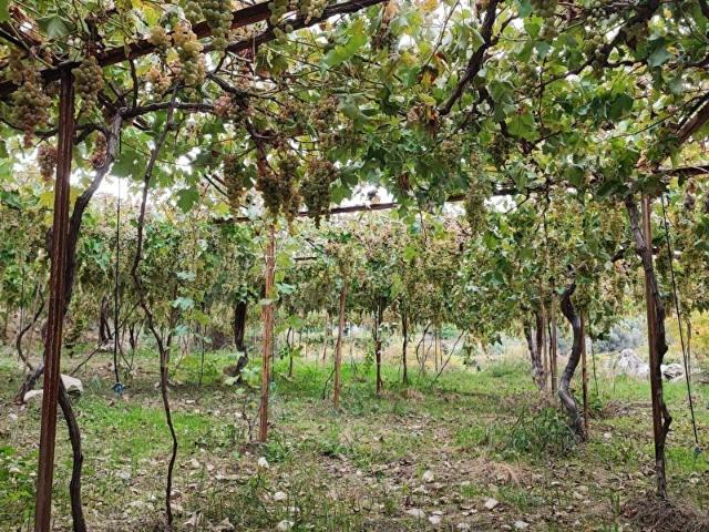 Muğla içerisinde satılık Arsa
