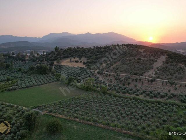 Muğla içerisinde satılık Arsa