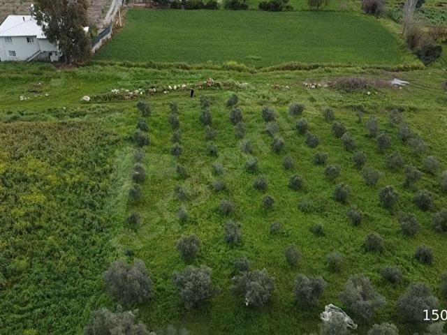 Muğla içerisinde satılık Arsa