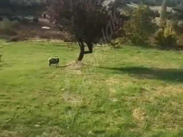 Muğla içerisinde satılık Arsa