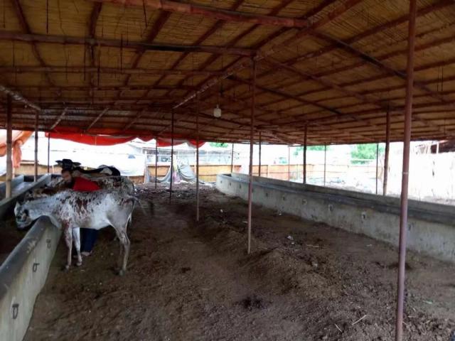 Land for rent in North Waziristan, Federally Administered Tribal Areas fata