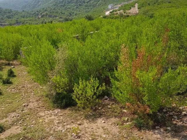 Land for sale in Islamabad