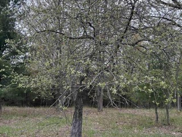 Land for sale in Bellaire, Michigan
