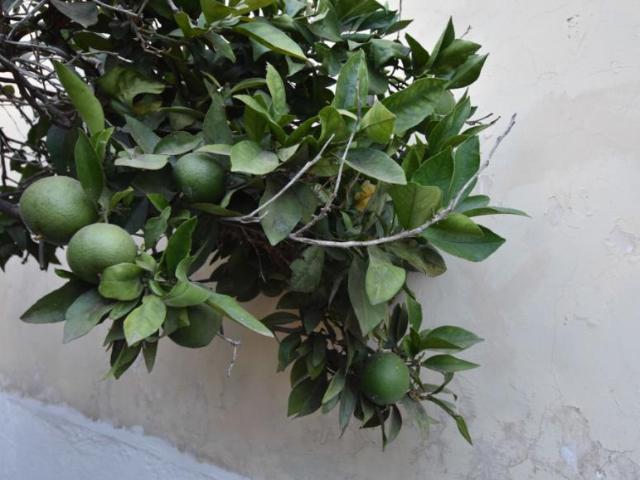 Habitación en alquiler en El Monturrio, La orotava