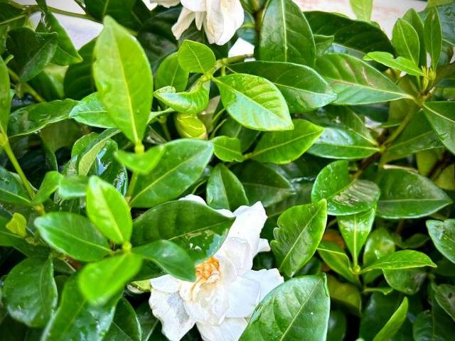 Quarto alugar em Quinta do Americano, Almada