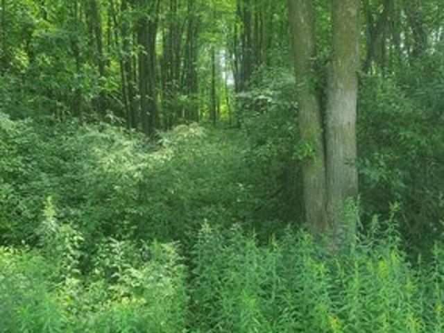 Land for sale in Emmett, Michigan