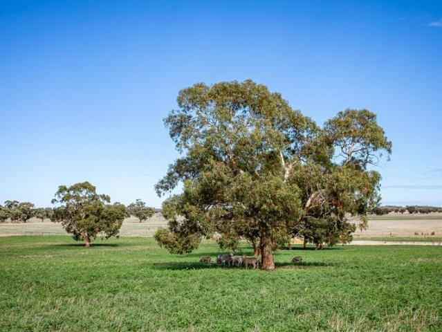 Acreage for sale in Lochaber, South Australia