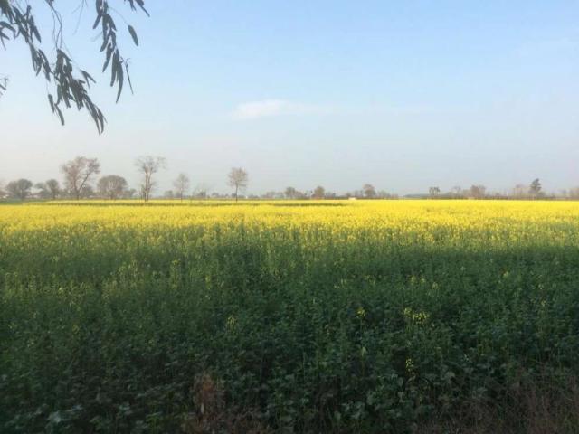 Commercial for rent in Sialkot, Islamabad Capital Territory
