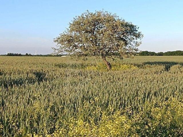 Silivri, İstanbul içerisinde satılık Arsa