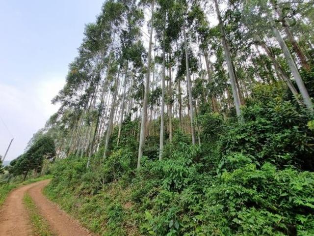 Sítio e chácara venda em Região Geográfica Imediata de Taquara - Parobé - Igrejinha, Região Metropolitana de Porto Alegre