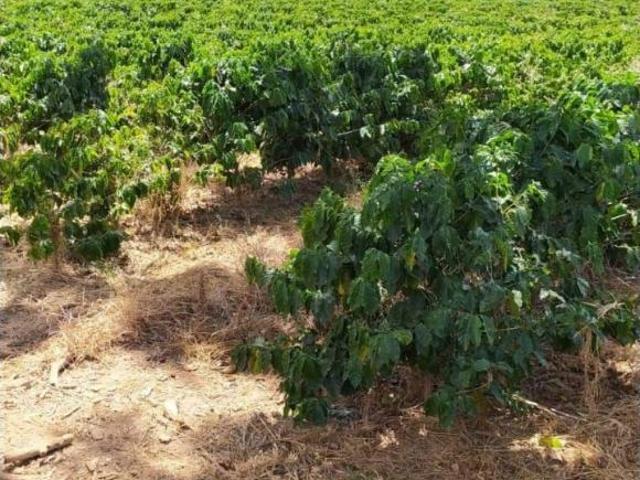 Sítio e chácara venda em Região Geográfica Imediata de Guaxupé, Muzambinho