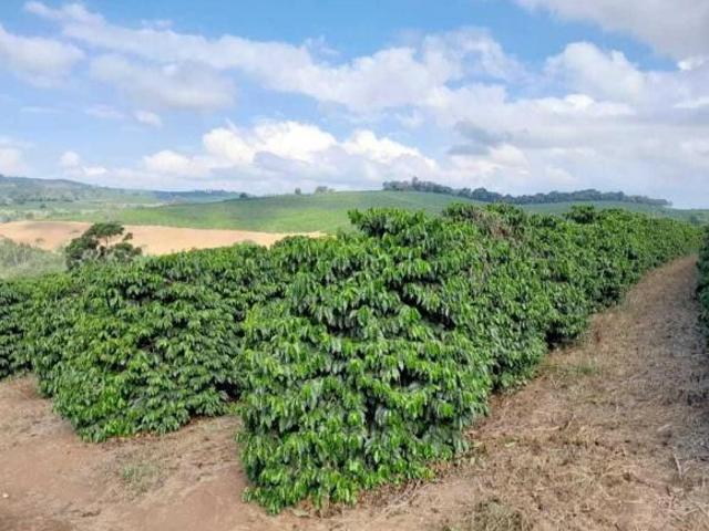 Sítio e chácara venda em Região Geográfica Imediata de Guaxupé, Muzambinho