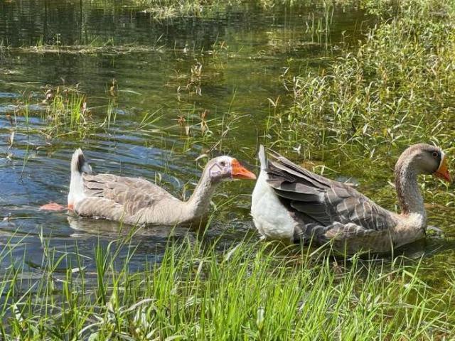Sítio e chácara venda em Região Geográfica Imediata de Caxias do Sul, Nova Petrópolis
