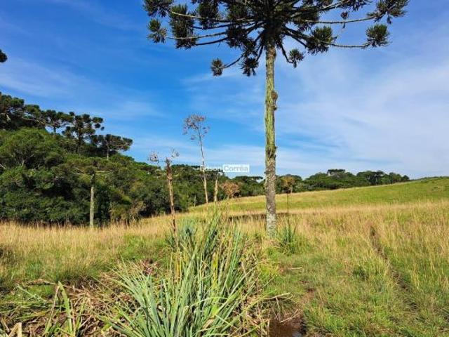 Sítio e chácara venda em Região Geográfica Imediata de Caxias do Sul, São Francisco de Paula