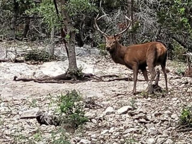 Land for sale in Tarpley, Texas