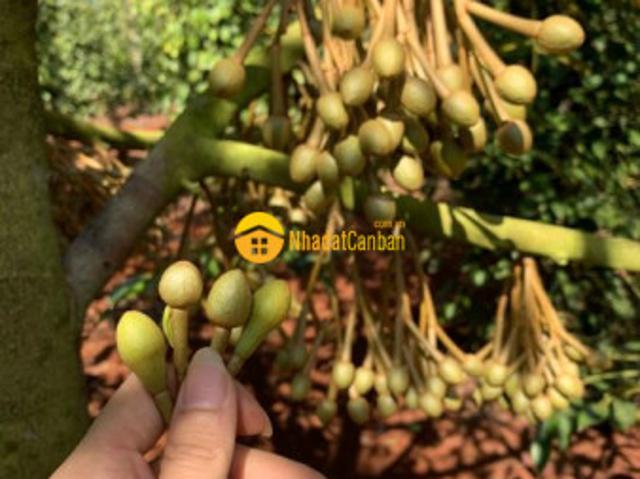 Mặt bằng bán