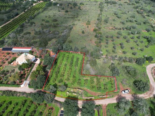 Terreno venda em São Bartolomeu De Messines, Faro