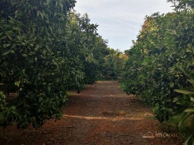 Terreno venda em Silves, Faro