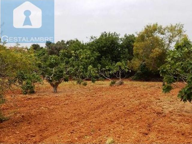 Terreno venda em Pêra