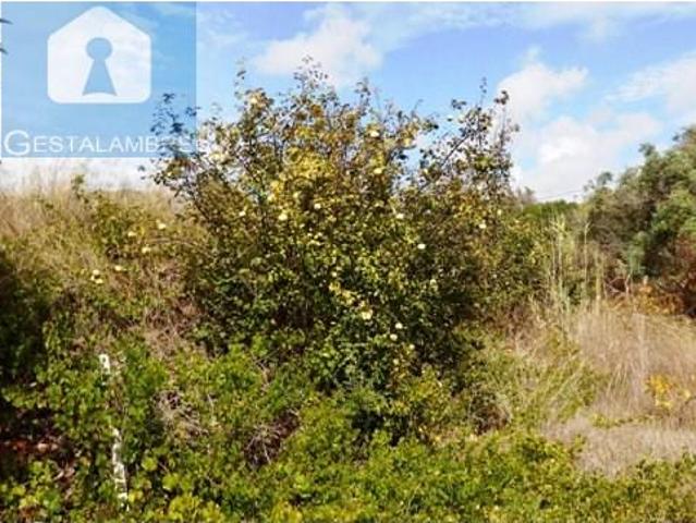 Terreno venda em Pêra