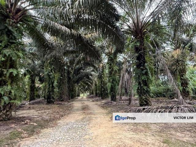Shop for sale in Rengam, Johor