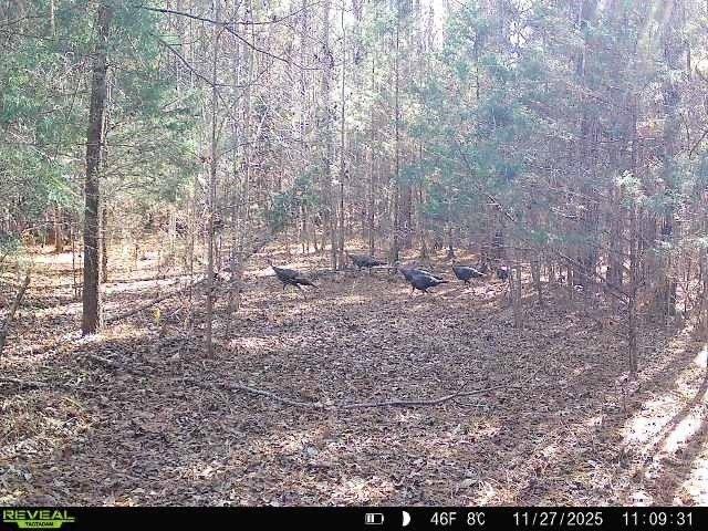 Land for sale in Laurens, South Carolina