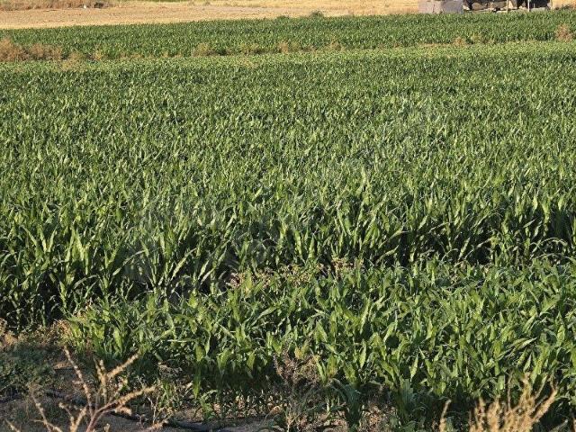Ayaş, Ankara içerisinde satılık Arsa