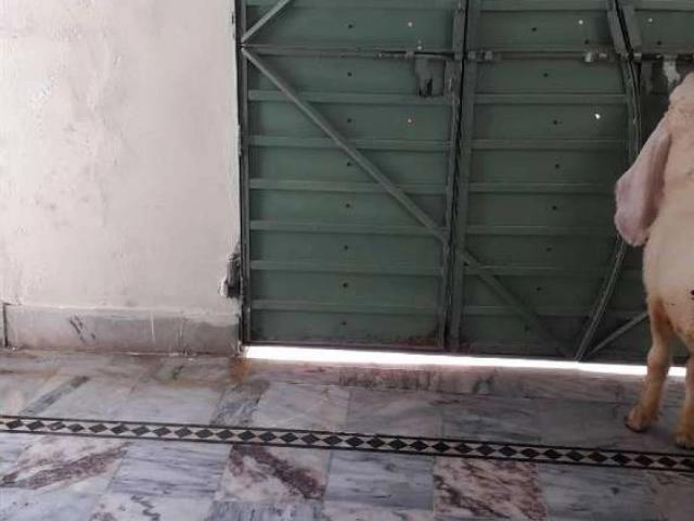 House for sale in Khushab, Islamabad Capital Territory