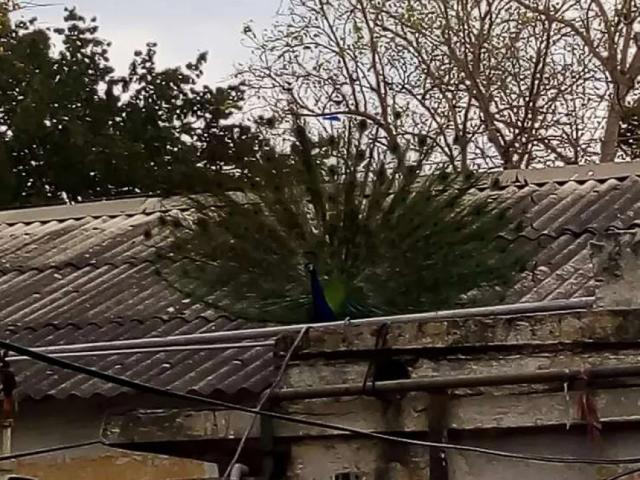 House for sale in Rizwan Garden, Kot Kamboh