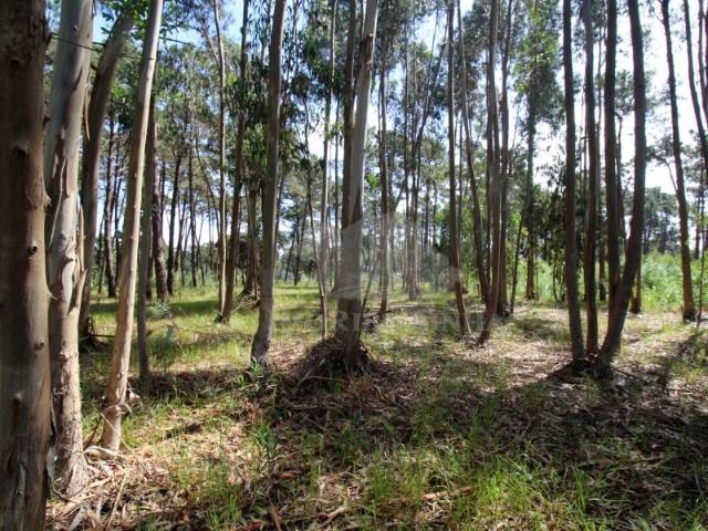 Terreno venda em Sintra, Lisboa