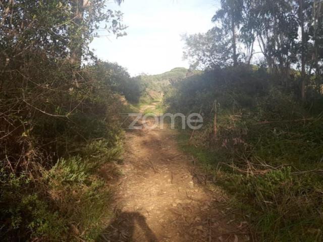 Terreno venda em Sintra, Lisboa