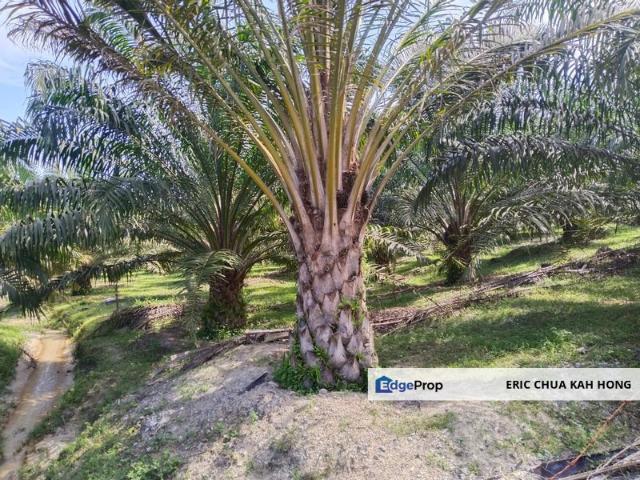 Shop for sale in Perak, Siputeh